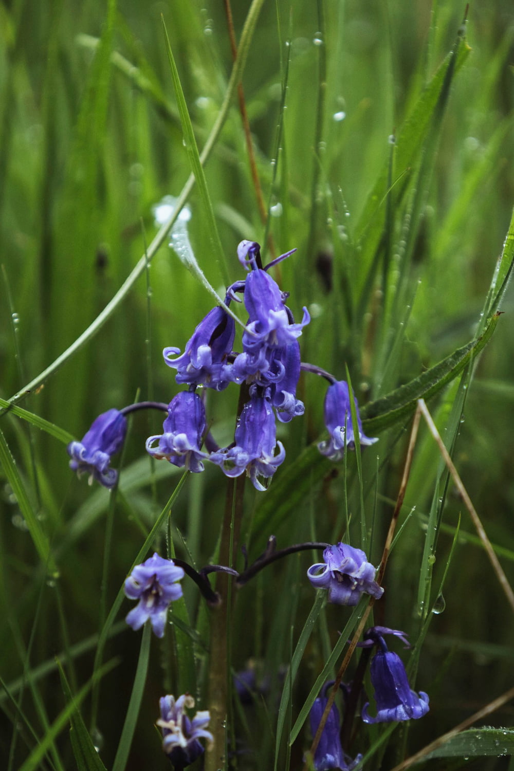 Bluebells-Flower