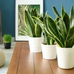 The Ultimate Guide to Growing Snake Plants: Tips for Propagation and Care